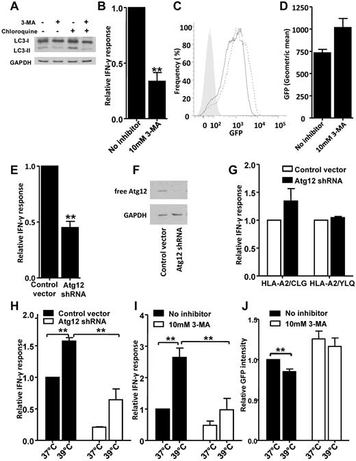 Figure 3. Effect of autophagy inhibition and enhancement on pUL138 TAP-independent antigen presentation. (A) LC3 immunoblot on T2.B35 pUL138-eGFP stable transfectants treated with 10mM 3-MA for 14 hours in the presence or absence of 80μM chloroquine. (B-D) T2.B35 pUL138-eGFP stable transfectants were treated with 3-MA for 72 hours and assessed for the presentation of pUL138 CD8+ T-cell epitope by intracellular cytokine secretion assay (B), and the expression of pUL138-eGFP protein by flow cytometry (C-D). (C) Solid line indicates pUL38-eGFP expression in untreated cells; and dotted line, the expression of this protein in 3-MA–treated cells. Gray-shaded area represents nontransfected T2.B35 cells. (E-G) T2.B35 cells stably expressing pUL138-eGFP protein were transduced with recombinant lentivirus encoding Atg12 shRNA or a control vector, rested for 2 days, selected in puromycin for 3 days, and then used as antigen-presenting cells in a standard intracellular cytokine secretion assay. (E) Presentation of pUL138. (F) Immunoblot for Atg12. (G) The cells were concurrently assessed for the presentation of EBV-encoded LMP2 (HLA-A2–restricted CLG epitope) and LMP1 (HLA-A2–restricted YLQ epitope) using CLG- and YLQ-specific T cells in intracellular cytokine secretion assay. (H-I) T2.B35 pUL138-eGFP stable transfectants were treated with heat shock at 39°C for 12 to 14 hours to up-regulate autophagy, and the presentation of pUL138 by heat shock treated cells was compared with control treated cells in the presence or absence of autophagy inhibition with Atg12 knockdown (H) or 3-MA (I). (J) Effect of heat shock treatment on the amount of pUL38-eGFP as measured by flow cytometry. The mean absolute percentages of T-cell response to reference cells were 8.5%, 20.5%, 10.4%, and 11.3% in panels B, E, H, and I, respectively, and 8.9% for HLA-A2/CLG and 90.7% for HLA-A2/YLQ in panel G. Data shown are from 3 independent experiments (B,D,G-J) or 4 independent experiments (E) performed in at least duplicate samples (mean ± SEM). **P < .05 (2-tailed Student t test). (C,F) Representative examples from 3 experiments.