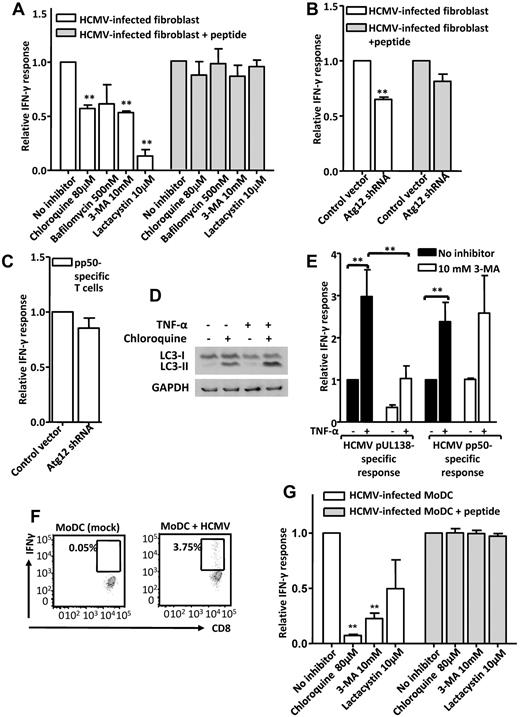 Figure 5. Effect of autophagy inhibition and enhancement on pUL138 presentation by HCMV-infected cells. (A) T-cell response to HCMV-infected fibroblasts treated with chemical inhibitors. Fibroblasts were pretreated with inhibitors before HCMV infection and cultured in the presence of these inhibitors until the time of antigen presentation assay at 16 hours after infection. (B) T-cell response to HCMV-infected fibroblasts transduced with recombinant lentivirus encoding Atg12 shRNA or a control vector. Antigen presentation assay was performed 14 hours after HCMV infection and 6 to 7 days after lentivirus infection. (A-B) Also shown are T-cell responses to surface-loaded controls. (C) Response of HCMV pp50-specific T cells (VTEHDTLLY/HLA-A1) to HCMV-infected fibroblasts transduced with lentivirus. (D) LC3 immunoblot on primary fibroblast (MRC-5) cell line treated with 50 ng/mL TNF-α for 24 hours in the presence or absence of 40μM chloroquine in the final 12 hours. (E) Effect of autophagy up-regulation on antigen presentation. Fibroblasts were pretreated with 50 ng/mL TNF-α for 24 hours, with or without 3-MA, infected with HCMV, and rested without TNF-α until the time of antigen presentation assay at 14 hours after infection. The presentation of pUL138 was compared with that of a conventionally processed HCMV antigen, pp50. (F) Flow cytometric dot plots showing IFN-γ secretion by pUL138-specific CD8+ T cells in response to mock-infected or HCMV (TB40E strain)–infected MoDCs. (G) T-cell response to HCMV-infected MoDCs treated with chemical inhibitors of antigen-processing pathways from 3 hours to 24 hours after infection. Also shown are T-cell responses to surface-loaded controls. (A-C,E,G) Data are from 3 independent experiments performed in at least duplicate samples (mean ± SEM). **P < .05 (2-tailed Student t test). The mean absolute percentages of T-cell response to reference cells were 10.1%, 11.2%, 21.2%, 2.8%, and 4.2% in panels A, B, C, E, and G, respectively.
