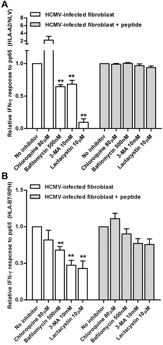 Figure 6. Effect of autophagy inhibition on the presentation of the pp65 structural antigen by HCMV-infected fibroblasts. Responses of pp65-specific T cells to HCMV-infected fibroblasts treated with chemical inhibitors of the antigen processing pathway. Fibroblasts were treated with inhibitors before and after infection with HCMV strain Toledo. Antigen presentation assays were performed at 16 hours after infection. Shown are the responses to HLA-A2/NLV (A) and HLA-B7/RPH (B) epitopes. Also shown are T-cell responses to surface-loaded controls. Data shown are from 3 independent experiments performed in at least duplicate samples (mean ± SEM). **P < .05 (2-tailed Student t test). The mean absolute percentages of T-cell response to reference cells were 18.1% and 15.2% in panels A and B, respectively.