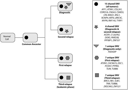 Figure 2. Clonal divergence of validated variant alleles. Graph illustrating the presence of shared and unique SNV at each tumor time point. There are 15 variants common to all time points and shared by a common ancestor. Six variants are common to only the diagnostic and second relapse, while no variants are common to the first relapse and sPCL. The greatest divergence is observed between the first relapse and sPCL, with 7 unique variants detected in each sample.