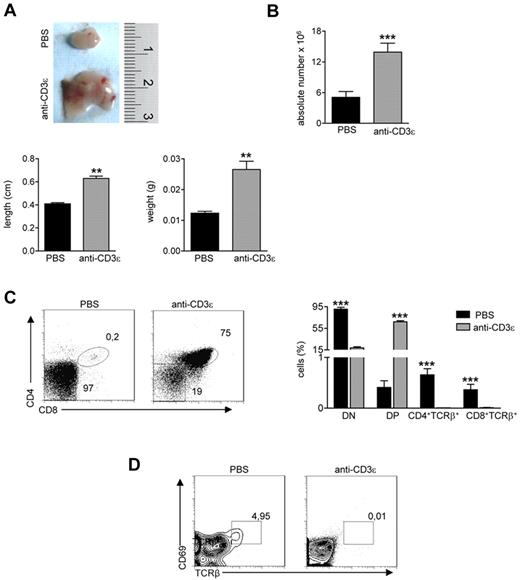 Figure 2. Anti-CD3ε mAb treatment induces RAG2R229Q thymic expansion and DN to DP transition, without positive selection. RAG2R229Q mice were intraperitoneally injected at the 3rd and 13th day after birth with 25 μg of anti-CD3ε mAb or PBS and killed 2 months after last injection. (A top) Macroscopic aspect of a representative RAG2R229Q thymus from mice treated with PBS or anti-CD3ε mAb. (Bottom) Length and weight of thymi from the 2 groups (n = 5); **P = .0079. (B) Absolute number of thymic cells from RAG2R229Q mice injected with PBS (n = 17) and anti-CD3ε mAb (n = 20); ***P < .0001. (C left panel) Representative dot plots of thymocyte distribution from the indicated mice. (Right panel) Graph shows the frequency of DN, DP, CD4+TCRb+ SP, and CD8+TCRβ+ SP populations in PBS (n = 15) and anti-CD3ε mAb (n = 21) treated mice; ***P < .0001. (D) Representative dot plots of CD69 and TCRβ expression in DP population of indicated mice; the percentage of CD69+TCRβhigh cells is represented.