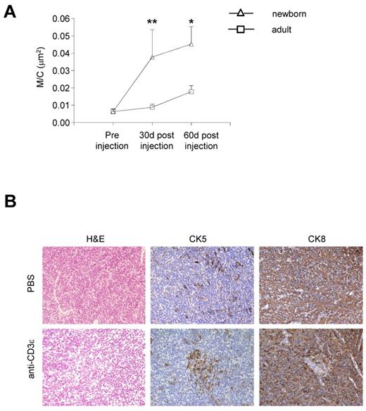 Figure 4. Poor effect of anti-CD3ε mAb administration on thymic epithelium in adult RAG2R229Q mice. (A) Comparison between the M/C obtained in newborns and adults RAG2R229Q mice 1 and 2 months after anti-CD3ε mAb treatment (statistical analysis was done between the 2 groups newborns versus adults); *P = .0286, **P = .0041. (B) H&E, CK5 and CK8, immunohistochemistry of thymi from PBS, and anti-CD3ε mAb treated mice (original magnification, ×20).