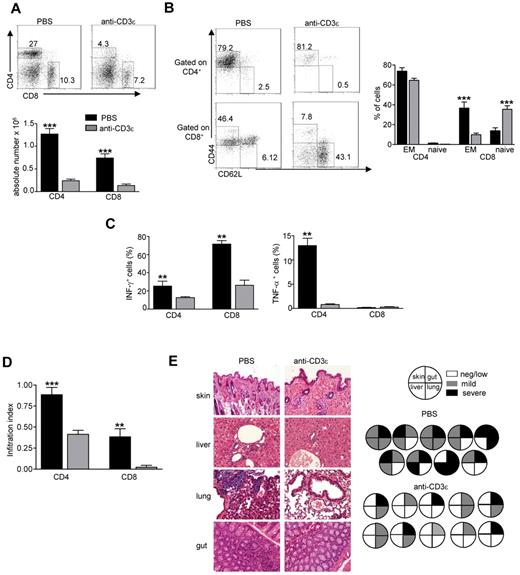 Figure 5. Anti-CD3ε mAb administration in RAG2R229Q newborns reduces activation of peripheral T cells and prevents immunopathology. (A top), Representative dot plots of CD4+ and CD8+ populations in LNs of PBS and anti-CD3ε mAb-treated RAG2R229Q mice; numbers represent the percentages of cells within the indicated regions. (Bottom) Absolute numbers of CD4+ and CD8+ cells in LNs of PBS (n = 12) and anti-CD3ε mAb (n = 21) RAG2R229Q mice; ***P < .0001. (B left), Representative dot plots with the distribution of naive and EM cells within CD4+ and CD8+ LNs cells in PBS and anti-CD3ε mAb RAG2R229Q mice. (Right) Statistics of the percentage of EM and naive cells in CD4+ and CD8+ subsets from PBS (n = 13) and anti-CD3ε mAb-treated mice (n = 21). (C) Graphic representation of the percentage of CD4+ and CD8+ cells producing the indicated cytokines obtained by intracellular staining in LNs from PBS and anti-CD3ε mAb RAG2R229Q mice (n = 5); **P = .0079. (D) Infiltration index of CD4+ and CD8+ cells (see “Analysis of the ratio between medullary and cortical area and tissue-infiltration score”) in several organs (liver, lung, skin, and gut) of mice treated with PBS (n = 10) and anti-CD3ε mAb (n = 11); ***P = .0006, **P = .0034. (E left) Representative H&E staining of skin, lung, liver, and gut from PBS and anti-CD3ε–treated mice (original magnification, ×20). (Right) Pie charts show global infiltration grade in each organ calculated from H&E staining as described in “Analysis of the ratio between medullary and cortical area and tissue-infiltration score.” Each pie represents a mouse from 1 of the 2 groups.