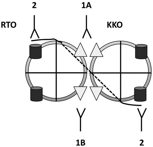 Figure 6. Schematic of pathogenic versus nonpathogenic antibody binding. Simplest model showing distinction between effects of heparin on binding of pathogenic (KKO) and nonpathogenic (RTO) anti-PF4 antibodies. Heparin (black line) binds to a circumferential band of cationic residues on the surface of each PF4 tetramer; the interrupted line represents binding to the distal side of the tetramer. Heparin neutralizes cationic charge repulsion among PF4 tetramers forming oligomeric complexes (shown here as a dimer for simplicity), which approximates the binding sites for KKO. Epitope approximation increases the avidity of KKO through increased proximity to more than 1 binding site on PF4 (1A). Some KKO antibodies may bind to epitopes on neighboring tetramers stabilizing ULCs induced by heparin (1B). In contrast, heparin has no such effect or may partially inhibit exposure of the epitope recognized by RTO (2).