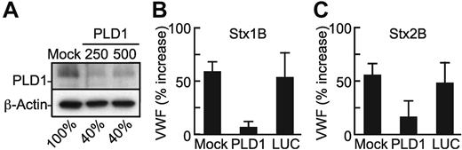 Figure 2. PLD1 knockdown inhibits VWF secretion. (A) HUVECs were transfected with a plasmid that encodes shRNA that targets human PLD1 or firefly luciferase (shLUC). Cell lysate were prepared 72 hours after transfection and probed for PLD1. Membrane was stripped and reprobed for β-actin. (B-C) Seventy-two hours after transfection, HUVECs were incubated with medium that contained Stx1B (B) or Stx2B (C). VWF secretion and deposition on HUVEC surface was measured as described in “Methods.” Results from 3 independent experiments were averaged and plotted. Values were significantly different from the control (Mock) condition (P < .01).