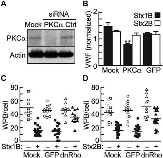 Figure 5. Effect of PKCα knockdown and dominant-negative RhoA on VWF secretion induced by Stx1B and Stx2B. (A) HUVECs were transfected with siRNA against PKCα or GFP (Ctrl). Whole-cell lysates were prepared 72 hours later, and PKCα level was assessed by Western blot analysis. The membrane was stripped and reprobed for β-actin. (B) HUVECs were transfected with siRNA against PKCα or GFP, and cell surface VWF was assayed by ELISA 72 hours later. Values for each condition were normalized to the amount of VWF secreted by unstimulated cells. The graph represents the results of 3 independent experiments. **P < .01. (C-D) HUVECs were transfected with cDNA encoding EGFP or EGFP-DN RhoA. Seventy-two hours later, confluent cells were stimulated for 1 hour with either Stx1B (C) or Stx2B (D), washed, and stained with fluorescent VWF antibody. Numbers of WPBs per cell (stimulated or unstimulated) were counted for 10-30 cells from multiple optical fields. Experiments were conducted 4 times with similar results. Pairwise comparisons with or without Stx1B or Stx2B are significantly different (P < .01) except for the dnRho conditions.