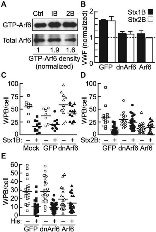 Figure 6. Arf6 is involved in StxB but not histamine-evoked WPB exocytosis. (A) HUVECs were treated with Stx1B or Stx2B for 5 minutes before lysis buffer was added. Cell lysates were directly probed for Arf6, or pull-down assay was conducted to concentrate GTP-bound Arf6. The experiment was performed 5 times with similar results. (B) HUVECs in 24-well dishes were transfected with wild-type or dominant-negative (T17N) Arf6, and cell-surface ELISA assays were conducted 72 hours later after StxB treatment. Values for each condition were normalized to the amount of VWF secreted by unstimulated cells. The experiment was repeated twice with similar results. (C-E) HUVECs were transfected with cDNA encoding EGFP, CFP-Arf6, or CFP-DN Arf6. Seventy-two hours later, confluent cells were stimulated for 1 hour with Stx1B (C), Stx2B (D), or histamine (E); washed; and stained with fluorescent VWF antibody. Numbers of WPBs per cell were counted for 10-30 cells from multiple optical fields. Experiments were performed 3 times with similar results. Pairwise comparisons with or without Stx1B or Stx2B are significantly different (P < .01), except for the dnArf6 and Arf6 conditions.