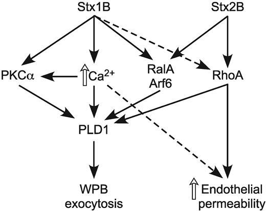 Figure 7. StxB induces WPB exocytosis in a PLD1-dependent manner. Stx1B increases intracellular Ca2+ and activates PKCα, RalA, Arf6, and to a lesser extent, RhoA. In contrast, Stx2B does not affect PKCα and Ca2+ signaling but activates RalA, Arf6, and RhoA. All of these pathways can contribute to the activation of PLD1, which leads to WPB exocytosis and VWF secretion. Stx2B is a relatively potent activator of RhoA and therefore has a more pronounced effect on actin cytoskeleton remodeling and endothelial monolayer permeability.