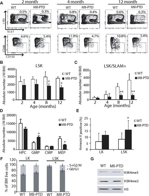 Figure 1. BM content of HSPCs is reduced in number in MllPTD/WTmice. (A) BM of age- and sex-matched littermate WT controls and MllPTD/WT mice were analyzed at 2, 4, and 12 months of age, based on the immunophenotype analysis. Representative flow cytometry (FACS) contour diagram shows the frequency of LSK and LSK/SLAM+ BM cells of WT and MllPTD/WT mice. Shown is a representative of 8 experiments with similar results. (B) Absolute number of LSK cells of WT and MllPTD/WT mice. MllPTD/WT LSK population is reduced in absolute number during aging (n = 8). The difference between control and MllPTD/WT was significant at 8 and 12 months. *P < .05. (C) Absolute number of LSK/SLAM+ cells of WT and MllPTD/WT mice. MllPTD/WT LSK/SLAM+ populations are reduced in absolute number during aging (n = 8). The difference between control and MllPTD/WT was significant at 4, 8, and 12 months. *P < .05. **P < .01. (D) Absolute number of progenitors HPC, GMP, common myeloid progenitor cells (Lin−c-Kit+Sca1−CD34+CD16/32mid; CMPs), and MEP of WT and MllPTD/WT mice. MllPTD/WT mice GMP population is increased at the expense of the MEP population (2 experiments, n = 8; 4-month-old mice were used). The differences of GMP and MEP between control and MllPTD/WT were significant (P < .05). (E) Apoptosis was checked by annexin V staining. Data are the mean percentage ± SD of annexin V+/7 AAD− and annexin V+/7 AAD+. *P < .05. **P < .01. Experiments were performed in duplicate groups for 4 mice at 4-month-old per genotype repeated in 3 separate experiments. (F) Cell-cycle analysis was performed with a BrdU flow kit. Percentage of cycling cells: G0/G1 and S/G2/M are shown for LK (Lin−Kit+) and LSK fractions (2 experiments, n = 4; 4-month-old mice were used). *P < .05. (G) H3K4 methylation in LSK fractions. BM cells were harvested and LSK cells were selected using autoMACS. Western blots were done using indicated antibodies (anti-H3K4me3, anti-H3K4me2, and anti-H3). Representative data were from 3 independent experiments.