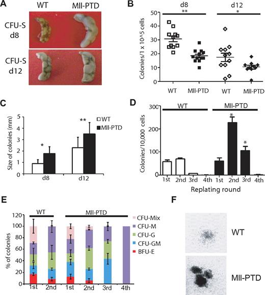Figure 2. Expansion of MllPTD/WTmice HSPCs in CFU-spleen and replating assays. (A) Representative image of CFU-spleen assay. (B) Number of colonies was counted 8 or 12 days after transplantation (12 mice per group; 1 × 105 cells per mouse). *P < .05. **P < .01. (C) Diameter of each colony was measured under inverted microscope. (D) Frequency of CFU-Cs in the BM of WT and MllPTD/WT during serial replating on methylcellulose in vitro. (E) Proportion of CFU-Cs in serial replating. (F) Representative image of colonies from WT and MllPTD/WT BM cells in the second round of replating.