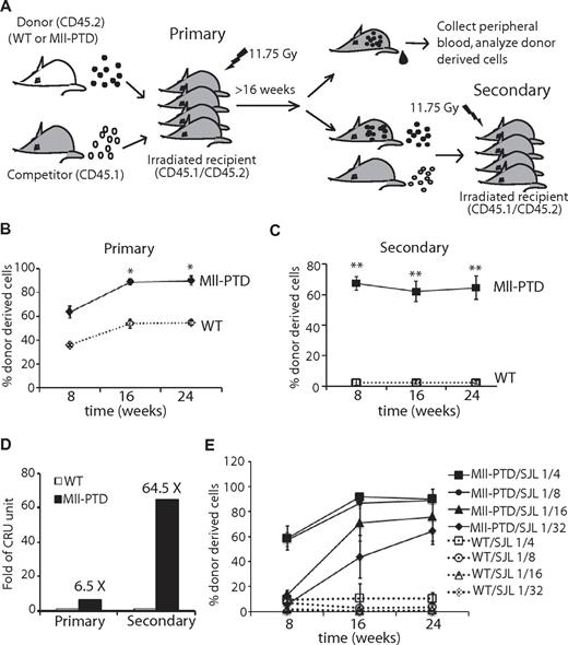 Figure 3. Increased competitive repopulating LT-HSCs in MllPTD/WT BM cells. (A) Experimental setup. Lethally irradiated groups of CD45.1+/CD45.2+ WT recipient mice are intravenously injected with 1.5 × 106 BM-MNCs from WT or MllPTD/WT (CD45.2+) mice together with an equal number of CD45.1+ competitor cells. PB is collected from recipients monthly and analyzed by FACS for the presence of CD45.2+ donor-derived cells. Secondary competitive BMT is performed 16 weeks after transplantation, with purified CD45.2+ BM cells from primary recipients together with CD45.1+ competitor cells at a 1:1 ratio. Chimerisms in primary BMT (B) and secondary competitive BMT (C) were assessed monthly. Data shown are the mean percentage ± SD of donor-derived cells (CD45.2+) in PB (n = 8). *P < .05. **P < .01. (D) The competitive repopulation unit (CRU) was calculated 16 weeks after BMT according to the formula: donor RU = % donor × competitor cell number/(100 − % donor), and compared between MllPTD/WT with WT. (E) WT or MllPTD/WT (CD45.2+) donor cells in a serial diluted dose were transplanted into lethally irradiated CD45.1+/CD45.2+ WT recipient mice along with 1 × 105 WT (CD45.1+) helper cells, and the donor engraftment in recipient blood was determined monthly (n = 4).