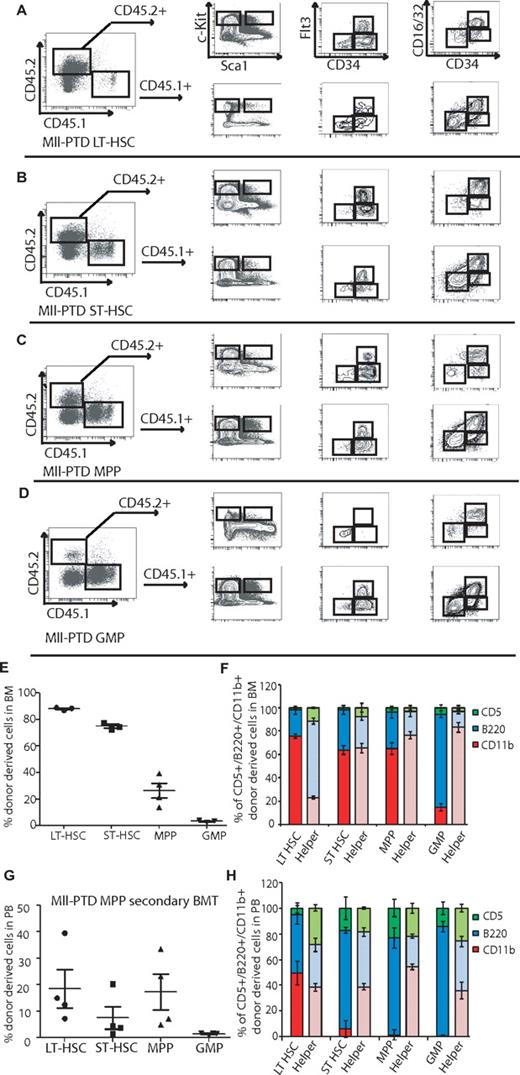 Figure 5. Phenotypic ST-HSCs, MPP, and GMP from MllPTD/WT mice repopulate LT-HSCs. Representative FACS contour diagram shows the repopulation of LSK, LT-HSC/ST-HSC/MPP, and CMP/GMP/MEP in recipients transplanted with MllPTD/WT different fractions, MllPTD/WT LT-HSCs (A), ST-HSCs (B), MPP (C), and GMP (D). (E) Mean ± SD percentage of donor-derived MllPTD/WT cells (CD45.2+) in recipient BM. (F) Frequency of donor-derived lineage-repopulation myeloid or B or T cells compared with competitor (CD45.1) derived lineage-repopulation present in recipient BM. Data are at 12 weeks after transplantation (n = 4). (G) Secondary transplantation was performed 16 weeks after primary transplantation with sorted fractions from MllPTD/WT MPP transplanted recipients (n = 4). Data are mean ± SD percentage of donor-derived MllPTD/WT cells (CD45.2+) in recipient PB. (H) Frequency of donor-derived lineage-repopulation myeloid or B or T cells compared with competitor (CD45.1) derived lineage-repopulation present in secondary recipient PB 12 weeks after transplantation.