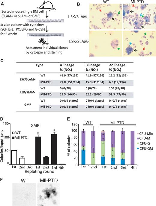 Figure 6. Increased repopulating activity of HSPCs from MllPTD/WT mice correlates with acquisition of an intrinsic self-renewal program. (A) A single-cell culture was performed in the presence of cytokines for 2 weeks. (B) Cytospin slides were prepared from individual clones and stained with Camco Stain Pak. Black arrow indicates megakaryocyte; red arrow, neutrophil; green arrow, monocyte; and blue arrow, poly-erythrocyte. (C) Frequency of lineage formation of LSK/SLAM+ or LSK/SLAM− or GMP in WT or MllPTD/WT are shown in Table 1. (D) Frequency of CFU-Cs in the GMP population sorted from WT or MllPTD/WT during serial replating on methylcellulose in vitro. For the first-round plating, 1 × 103 GMP cells were seeded per milliliter of hematopoietic methylcellulose colony-forming media. A total of 1 × 104 cells were planted for next-round replating. The cells are assayed in triplicate dishes of 1 mL. *P < .05. (E) Proportion of CFU-Cs in serial replating. (F) Representative image of colonies from WT and MllPTD/WT GMP cells in third-round replating.