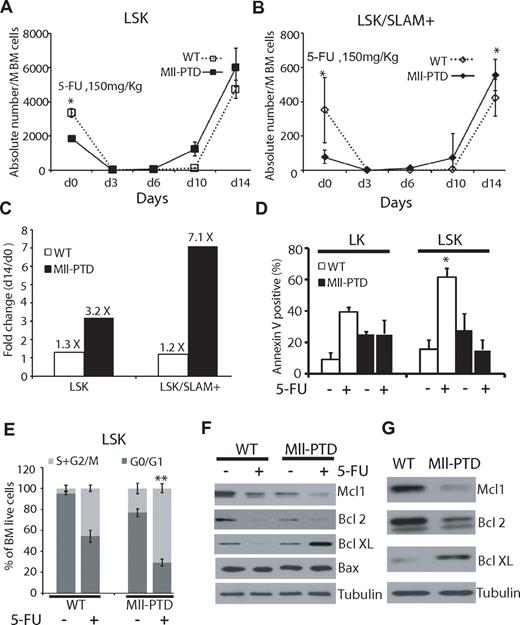 Figure 7. Rapid expansion and reduced apoptosis of MllPTD/WT LSK/SLAM+ cells under stresses. (A) A single dose (150 mg/kg) of 5-FU was administered intraperitoneally into MllPTD/WT or WT (6-8 mice per group). BM cells were collected at the mentioned time point. Absolute number of LSK (A) and LSK/SLAM+ (B) in WT and MllPTD/WT expressed as mean ± SD per million BM cells. *P < .05. (C) Fold change of LSK or LSK/SLAM+ between day 14 and day 0 in WT and MllPTD/WT mice. (D) Apoptosis was checked by annexin V staining. Data shown are the mean percentage ± SD of annexin V+/7 AAD− and annexin V+/7 AAD+ (n = 4). *P < .05. (E) Cell-cycle analysis was performed with BrdU flow kit. Percentage of cycling cells (G0/G1 and S/G2/M) are shown for LSK fraction at 10 days after 5-FU administration (2 experiments, n = 4). **P < .01. (F) Expression of Bcl-2 family protein in LSK fractions. BM cells were harvested 24 hours after 5-FU (150 mg/kg) intraperitoneal injection (F) or collected from primary 1:1 ratio competitive BMT recipients 2 months after transplantation (G). LSK cells were selected by using autoMACS. Western blots were done using the indicated antibodies (anti-Mcl1, anti-Bcl2, anti–Bcl-XL, anti-Bax, and antitubulin).