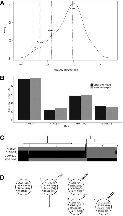 Figure 5. Clonal heterogeneity determined by single cell analysis. (A) Mutant allele frequencies of 47 exonic synonymous and NS variants identified through exome sequencing. The frequencies of 4 variants are shown. (B) Proportion of cells identified with a mutated genotype for 4 genes as determined by exome sequencing allelic frequencies and single cell genotyping. (C) Hierarchical clustering of the genotypes generated from the analysis of 270 single cells. Grey indicates mutated; and black, reference. Individual populations are identified (1-4). (D) Determined cell lineages showing the proportion of tumor population and genotypes for the 4 genes in the identified populations (mutated genotypes underlined).
