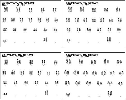 Figure 2. BM samples from MllPTD/WT:Flt3ITD/WT mice dying of AML are cytogenetically normal as are the age-matched, WT, and single-mutant controls. G-banded karyotype analysis of WT, single-mutant, and leukemic MllPTD/WT:Flt3ITD/WT mice was conducted on whole BM samples.