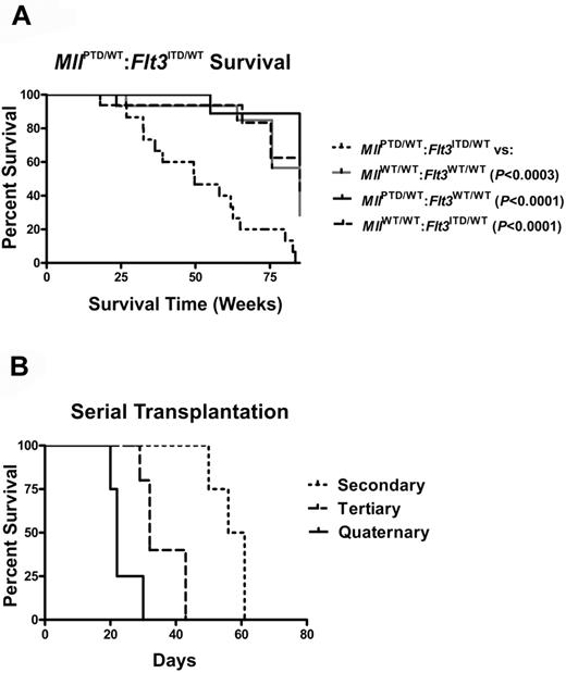 Figure 3. MllPTD/WT:Flt3ITD/WT mice develop a fatal AML that is transplantable. (A) Survival of WT and single knock-in (MllPTD/WT:Flt3WT/WT or MllWT/WT:Flt3ITD/WT) control mice and mice with the heterozygous alleles of MllPTD/WT:Flt3ITD/WT. (B) MllPTD/WT:Flt3ITD/WT cells from spleen containing AML are serially transplantable and lethal. Serially transplanted cells develop into progressively more aggressive AML with each successive passage.