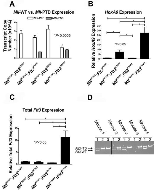 Figure 4. AML from MllPTD/WT:Flt3ITD/WT mice have molecular features similar to those reported for human MLL-PTD+ and/or FLT3-ITD+ AML. (A) Quantitative real-time RT-PCR was performed using CD117+ BM cells sorted to > 95% purity from age-matched mice ≥ 50 weeks of age to measure the copy numbers of the mouse Mll-PTD and the Mll-WT transcripts. Results demonstrate reduced Mll-WT copy number only in leukemic MllPTD/WT:Flt3ITD/WT mice. Figure is representative of 2 age-matched cohorts of mice. (B) Relative real-time RT-PCR measuring HoxA9 expression in whole BM cells from age-matched mice > 50 weeks of age. (C) Total Flt3 mRNA was measured by relative real-time RT-PCR using BM cells of age-matched mice ≥ 50 weeks of age. (D) Genomic PCR reactions using 150 ng DNA and genotyping primers to amplify both the Flt3-ITD and Flt3-WT loci were performed to demonstrate a reduction or loss of Flt3-WT in primary MllPTD/WT:Flt3ITD/WT AML samples taken from moribund mice. Multiple samples from each animal are defined as follows: lane 1, tail DNA from genotyping at 4 weeks; lane 2, whole BM DNA from the time of death when moribund with AML (50-80 weeks); and lane 3, sorted leukemic Ly5.2 MllPTD/WT:Flt3ITD/WT AML blasts from secondary transplant of MllPTD/WT:Flt3ITD/WT AML blasts into Ly5.1 recipients. The Ly5.2 → Ly5.1 adoptive transfer was used to obtain a pure population of MllPTD/WT:Flt3ITD/WT AML blasts for analysis. Five representative samples are shown. Reactions that did not produce any bands for Flt3-WT and Flt3-ITD were removed as noted by the black bar.