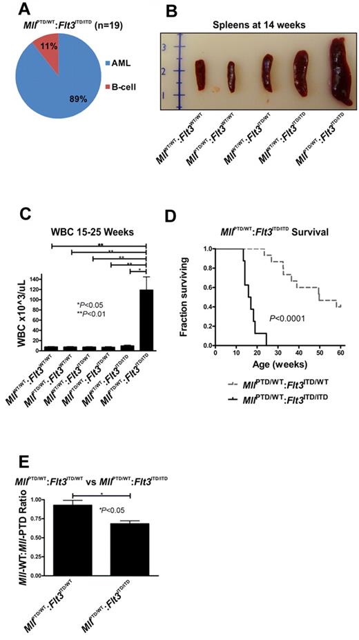 Figure 5. Acute leukemia in MllPTD/WT:Flt3ITD/ITD mice. (A) Only AML and B-cell leukemias developed in MllPTD/WT:Flt3ITD/ITD mice. Nineteen mice were analyzed. (B) MllPTD/WT:Flt3ITD/ITD mice with leukemia exhibited significant splenomegaly at time of death. (C) WBC counts (median ± SEM) for leukemic MllPTD/WT:Flt3ITD/ITD and age-matched control genotypes at the time of death. (D) MllPTD/WT:Flt3ITD/ITD mice died of AML with a significantly shorter latency than MllPTD/WT:Flt3ITD/WT mice. (E) Copy number ratio of Mll-WT:Mll-PTD was calculated for age-matched nonleukemic 15- to 25-week-old MllPTD/WT:Flt3ITD/WT and leukemic MllPTD/WT:Flt3ITD/ITD mice. Results are representative of 2 age-matched cohorts of mice.