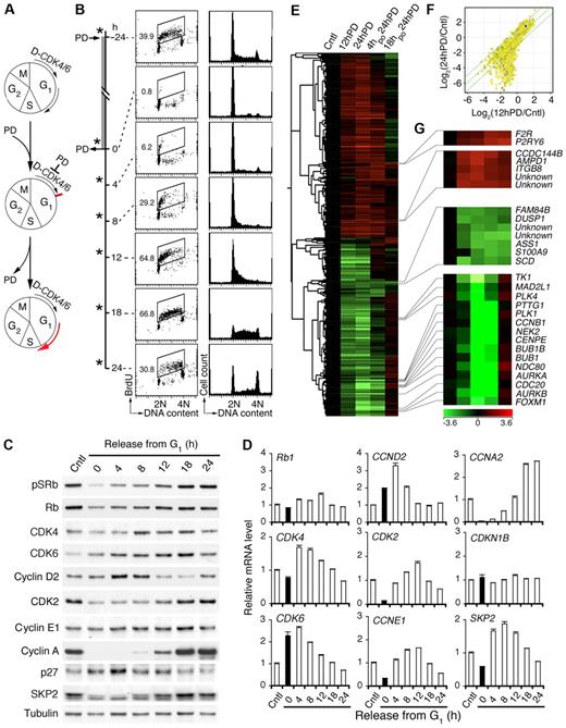 Figure 1. Inhibition of CDK4/CDK6 induces early G1 arrest and cell-cycle synchronization. (A) Schema for reversible inhibition of CDK4/CDK6 by PD 0332991 (PD). D indicates cyclin D. (B) MM1.S cells were cultured with PD for 24 hours (h) and released into fresh media for the time indicated. *BrdU was added 30 minutes before cell harvest for FACS analysis of BrdU uptake and DNA content per cell. Number in the FACS profile indicates the percentage of BrdU-positive cells. (C) Immunoblotting and (D) quantitative RT-PCR analysis of cells cultured as in panel B. pSRb indicates Rb phosphorylated on serine 807/811. (E) Hierarchical clustering analysis of gene expression in MM1.S cells cultured with PD for 12 hours (12hPD) or 24 hours (24hPD), or released into fresh medium for 4 hours (4hpo24hPD) or 18 hours (18hpo24hPD) after 24 hours of PD treatment. The 2797 genes included in this analysis have a log2(treated/control) value > 1 in at least 1 of 3 independent arrays and a P value < .05. (F) Scatter plot of Log2 (12hPD/Cntl) and Log2(24hPD/Cntl) after normalization to the expression of ACTB (β-actin). The middle line indicates no variation, and the outer 2 lines indicate a 2-fold variation between the log ratio values. (G) Heat maps of genes from panel E. Data are representative of 6 independent experiments.