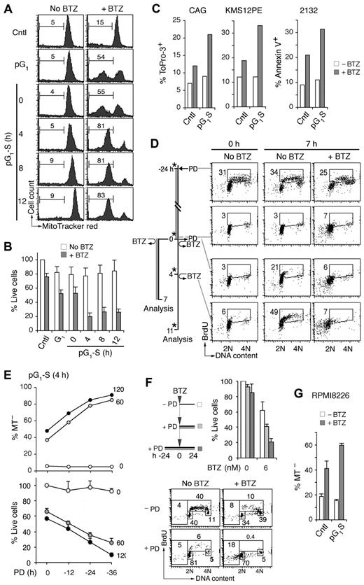 Figure 2. Sensitization of myeloma cells to cytotoxic killing in pG1 and pG1-S. (A) MM1.S cells prolonged arrest in early G1 (pG1) by PD (24 hours), synchronized into S-phase for the time indicated (pG1-S), or without PD treatment (Cntl), were pulsed with bortezomib (BTZ, 60nM) for 1 hour or left untreated (No BTZ). Cell death was determined by the loss of MitoTracker Red (MT−) at 7 hours from BTZ pulsing. (B) “% Live cells” indicates the number of live cells relative to untreated Cntl cells determined after BTZ pulsing. (C) HMCL CAG and KMS12PE cells were pulsed with BTZ (120nM) for 1 hour in pG1-S (4 hours after PD withdrawal), and cell death was determined by ToPro-3 staining at 18 hours after BTZ pulsing. The 2132 cells were cultured similarly except that BTZ was used at 350nM and cell death was determined by annexin V staining. (D) FACS analysis of BrdU uptake and DNA content in pG1 and pG1-S MM1.S cells cultured as indicated in the schema. (E) MM1.S cells were pulsed with BTZ (1 hour, 60 or 120nM) at 4 hours after release from PD pretreatment for the time indicated. The percentages of live and dead cells were determined as in panel B, using cells untreated by PD or BTZ as a reference. (F) MM1.S cells were cultured with low BTZ with or without PD pretreatment as diagrammed, and analyzed for live cells as in panel E and BrdU uptake as in panel D. (G) RPMI8226 cells were cultured with 0.5μM PD for 24 hours and released into fresh media for 12 hours. The cells were then treated with BTZ (20nM) for 8 hours, and the percentage of MT− cells was determined. Data are representative of 5 independent experiments.