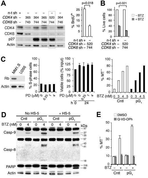 Figure 3. Inhibition of CDK4/CDK6 is the basis for sensitization to cytotoxic killing. MM1.S cells were infected with CDK4, CDK6, or a nontargeting (n-t) shRNA (sh) lentivirus. (A) Immunoblotting and BrdU+ uptake at 66 hours after infection. (B) Percentage of live cells was determined at 17 hours of BTZ (4nM) treatment starting at 72 hours after infection, using the n-t shRNA lentivirus-infected cells without treatment as a control. (C) Left: Rb protein expression in MM1.S and U266 cells. Middle: Percentage of S phase and viable U266 cells after culturing with PD for 24 hours relative to input. Right: MT− U266 cells after BTZ treatment (24 hours) in the absence (Cntl) or presence of PD pretreatment (pG1; 0.5μM, 24 hours). (D) Caspase and poly ADP-ribose polymerase cleavage in MM1.S cells after BTZ treatment (12 hours) in pG1 (PD, 24 hours) or left untreated (Cntl), in the presence or absence of HS-5 BMSCs. (E) Q-VD-OPh (20μM) or DMSO was added to MM1.S cells in pG1 or left untreated for 1 hour before BTZ pulsing (120nM). MT− cells were determined at 7 hours from BTZ pulsing. Data are representative of 3 independent experiments.