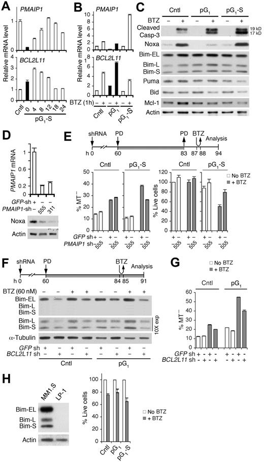 Figure 4. Bim enhances bortezomib-induced apoptosis in the absence of Noxa in pG1 and in cooperation with Noxa in pG1-S. (A) Quantitative RT-PCR analysis of PMAIP1 and BCL2L11 mRNAs in MM1.S cells cultured as in Figure 1B. (B-C) Quantitative RT-PCR analysis of Bcl-2 family genes and immunoblotting of Bcl-2 family proteins and cleaved caspase-3 at 7 hours from BTZ pulsing (60nM) in control, pG1 or pG1-S (12 hours after PD withdrawal) cells. (D) Noxa mRNA and protein expression in MM1.S cells at 72 hours after infection with PMAIP1 or GFP shRNA lentivirus. (E) PMAIP1 or GFP shRNA (sh) lentivirus-infected MM1.S cells were treated with PD and BTZ (60nM) as indicated. MT− and live cells were determined at 7 hours from BTZ pulsing. (F-G) BCL2L11 or GFP shRNA (sh) lentivirus-infected MM1.S cells were treated with PD and BTZ (60nM) as indicated. Bim protein levels and the percentages of MT− cells were determined as indicated. (H) Immunoblotting of Bim in MM1.S and LP-1 myeloma cells (left). LP-1 cells were pulsed with BTZ (120nM) in pG1 (0.5μM PD, 24 hours) or pG1-S (4 hours after PD withdrawal). The percentage of live cells relative to non-BTZ–treated cells was determined 18 hours from BTZ pulsing (right). Data are representative of 3 independent experiments.