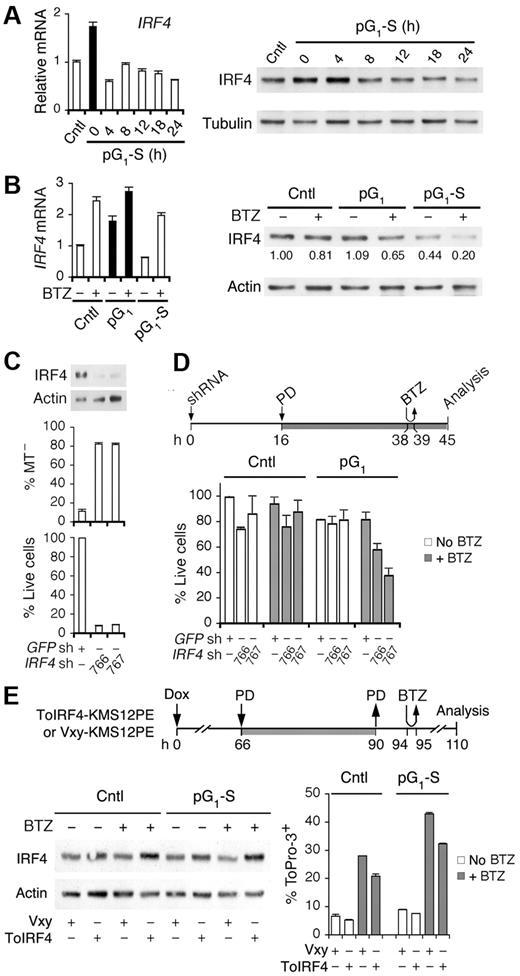 Figure 5. Cooperative regulation of IRF4 by the cell cycle and bortezomib. Quantitative RT-PCR analysis and immunoblotting of IRF4 expression in MM1.S cells (A) cultured as in Figure 1B, and (B) at 7 hours from pulsing with BTZ (1 hour, 120nM) in pG1 (PD, 24 hours) or in pG1-S (4 hours after PD withdrawal). (C) IRF4 protein level, MT− and live cells were determined in MM1.S cells at 72 hours after infection with IRF4 or the control GFP shRNA lentivirus. (D) MM1.S cells were treated with PD and pulsed with BTZ (60nM) after lentivirus infection as indicated. Percentage of live cells was determined using cells infected with the GFP shRNA lentivirus as a control. (E) KMS12PE cells infected with a retrovirus expressing human IRF4 (ToIRF4) or the control virus (Vxy) were treated with doxycycline (Dox, 20 ng/mL), PD (0.3μM), or BTZ (250nM) as indicated. The IRF4 protein level was determined by immunoblotting and cell death by ToPro-3 staining. Data are representative of 3 independent experiments.