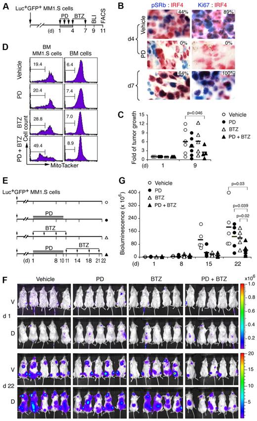Figure 7. Induction of pG1 and pG1-S enhances tumor suppression by bortezomib. (A) A schema for treatment of NOD/SCID mice developing aggressive tumor after injection with Luc+GFP+MM1.S cells with PD (150 mg/kg) and BTZ (0.25 mg/kg), and the time (day) of BLI and MT− (FACS) analyses. (B) IHC of IRF4 (red) and phospho-Rb (Ser807/811; pSRb, blue) or Ki67 (blue) in MM1.S cells from BM of mice treated as indicated. The percentages of pSRb+ or Ki67+ cells in IRF4+ myeloma cells are indicated. (C) Fold of tumor growth represents BLI on day 9 relative to that on day 1 of the same mice. (D) BM GFP+ MM1.S cells and BM cells were flushed from femurs on day 11, stained with MitoTracker Red, and analyzed by FACS. Number indicates the percentage of MT− cells (mean ± SD). (E) Schema for treatment of myeloma-developing NOD/SCID mice with PD (80 mg/kg) and BTZ (0.25 mg/kg). (F) BLI of tumors in mice on days 1 and 22. (G) Bioluminescence representing tumor mass (photons/s/cm2/steradian) on days indicated. V indicates ventral; and D, dorsal. P value was determined by 2-tailed or 1-tailed (*) t test. Data are representative of 3 independent experiments.