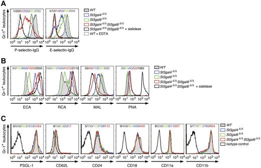 Figure 3. P- and E-selectin ligand expression on neutrophils in St3gal4-deficient, St3gal6-deficient, and double-deficient mice. (A) P- and E-selectin–Ig chimera binding to circulating Gr-1+ leukocytes was analyzed by flow cytometry. Loss of P- and E-selectin–Ig chimera binding in the presence of EDTA is also shown as a control. (B) ECA, RCA, Maackie amurensis lectin, and PNA lectin binding to circulating Gr-1+ cells was assessed by flow cytometry. (C) Expression of leukocyte adhesion molecules (PSGL-1/CD162, CD62L, CD24, CD18, CD11a, and CD11b) was analyzed by flow cytometry. Mean fluorescence intensity is indicated in each histogram and data are representative of 3 independent experiments.