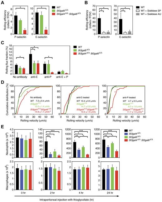 Figure 4. Leukocyte rolling and recruitment during inflammation in St3gal4-deficient, St3gal6-deficient, and double-deficient mice. (A) Leukocyte rolling in the autoperfused ex vivo microflow chamber. Microflow chambers were coated with recombinant murine (rm) P-selectin or rm E-selectin and perfused for 10 minutes with whole blood through a catheter connected to the mouse carotid artery (at least 5 chambers per group). Using an upright microscope, the number of rolling leukocytes calculated by rollers/(WBC count × 0.001) was assessed at 10 minutes. All values are shown as mean ± SEM (n = 6-12). *P < .05. (B) Effect of sialidase treatment on neutrophil rolling in the flow chamber. Isolated wild-type neutrophils were either left untreated for 1 hour (n = 15) or treated for 1 hour with Arthrobacter ureafaciens (AU) sialidase (n = 11) or with Streptococcus pneumonia (SP) sialidase (n = 14). Thereafter, neutrophils were perfused through flow chambers coated either with P- or E-selectin at a wall shear stress of 1 dyne/cm2. All values are shown as mean ± SEM (*P < .05). (C) Leukocyte rolling in TNF-α–treated cremaster muscle venules in vivo. Leukocyte rolling flux fraction (%) was assessed for each group. Blocking of E-selectin and P-selectin were performed by systemic injection of E-selectin–blocking mAb 9A9 and P-selectin blocking mAb RB40.34, respectively. All values are depicted as mean ± SEM (n = 3-6). *P < .05. (D) Leukocyte rolling velocities in TNF-α–treated cremaster muscle venules in vivo. Cumulative distribution of leukocyte rolling velocities are shown for no treatment (left), treatment with E-selectin–blocking mAb 9A9 (middle), and treatment with P-selectin–blocking mAb RB40.34 (right). Average rolling velocities are indicated as mean ± SEM with 3-6 mice per group. *P < .05 versus wild-type. (E) Total peritoneal leukocytes were collected and neutrophil and macrophage numbers analyzed by flow cytometry before (0 hours) or 2, 4, or 24 hours after IP injection of 3% thioglycollate in PBS to induce acute peritoneal inflammation. All values are presented as mean ± SEM (n = 6). ***P < .001; **P < .01; *P < .05.