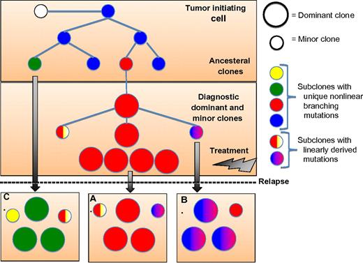 Schema illustrating the evolutional clonal architecture in multiple myeloma (MM) at diagnosis and relapse. Noted at diagnosis the clonal diversity with coexistence of dominant and minor subclones that have evolved from a common ancestral tumor-initiating cell or stem cell. The clonal disease at relapse may follow 1 of 3 evolutionary patterns with clones identical to the diagnostic sample and no newly acquired genomic alterations (A), or evolve from the diagnostic clone with linearly derived mutations (B), or, and as seen more commonly in cytogenetically high-risk disease, evolve from an ancestral minor clone(s) with newly acquired genomic mutations or structural rearrangements.