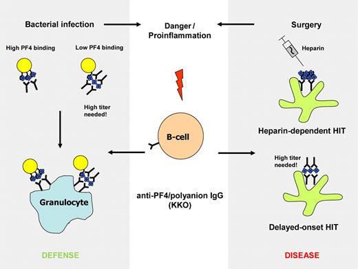 The monoclonal anti-PF4/polyanion antibody KKO preferentially binds to PF4 clusters, as formed in PF4/heparin complexes during heparin treatment (right panel, top) and on bacteria with high PF4-binding capacity (left panel, top). This can lead to heparin-induced thrombocytopenia (HIT) and to opsonization of bacteria. If the antibodies are present in high titer, they can promote formation of their own epitope by clustering PF4. This might be an explanation for delayed-onset HIT (right panel, bottom) and could augment opsonization of bacteria with low PF4 binding capacity.