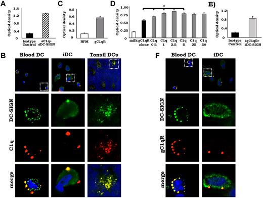 Figure 5. DC-SIGN colocalized with C1q and gC1qR on DCs. (A) DC-SIGN was cocaptured with C1q from iDC lysates. Whole-cell lysates (day 3) were added to microtiter plates coated with mAb DC-SIGN and the presence of C1q was detected using anti-C1q pAb. One representative experiment is shown (n = 3). (B) DC-SIGN colocalizes with C1q on the surface of iDCs in vitro, on DC precursors in blood and on iDCs in human tonsils in vivo. PBMCs, day 3 iDCs, and cryostat tonsil sections were analyzed for DC-SIGN and C1q. Cells and tonsil sections were incubated with rat anti–DC-SIGN and goat anti-C1q Abs or isotype controls, followed by FITC–anti–rat and PE-anti–goat secondary Abs and DAPI (blue). The slides were viewed using a Zeiss Axiovert 200M digital deconvolution microscope (63×; oil) and analyzed with AxioVision Version 4.8 software. Isotype controls showed little or no staining (data not shown; n = 6). (C) DC-SIGN binds to gC1qR. Antigen-capture ELISA experiments were performed using purified, soluble gC1qR. gC1qR was added to DC-SIGN–coated plates and binding was detected using anti-gC1qR pAb. One representative experiment is shown (n = 3). (D) C1q increased the binding of gC1qR to DC-SIGN significantly. ELISA experiments were performed using 5 μg/mL of biotinylated gC1qR premixed with increasing concentrations (0-50 μg/mL) of C1q. Biot-gC1qR/C1q was added to DC-SIGN– or 5% nonfat milk–coated plates and binding was detected using neutravidin-AP. One representative experiment is shown (n = 2). *P < .05. (E) DC-SIGN was cocaptured with gC1qR from iDC lysates. Antigen-capture ELISA experiments were performed using whole-cell DC lysates (day 3). DC lysates were added to microtiter plates coated with rat anti–human DC-SIGN and the presence of gC1qR was detected using anti-gC1qR pAb. One representative experiment is shown (n = 3). (F) DC-SIGN colocalizes with gC1qR on the surface of blood DC precursors and iDCs. PBMCs and day 3 iDCs were incubated with rat anti–DC-SIGN and rabbit anti-gC1qR Abs or isotype controls, followed by FITC-anti–rat and PE–anti–rabbit secondary Abs and DAPI (blue). The slides were viewed using a Zeiss Axiovert 200M digital deconvolution microscope (68×; oil) and analyzed with AxioVision Version 4.8 software. Isotype controls showed little or no staining (data not shown; n = 7).