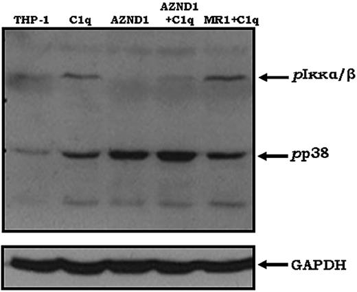 Figure 6. C1q-mediated activation of NF-κB requires DC-SIGN. Phosphorylation of Iκκα/β in the DC-SIGN–expressing human THP-1 cell line was determined after treatment with Abs to DC-SIGN (AZND1 and MR-1; 20 μg/mL at 37°C for 20 minutes) and/or C1q (at 37°C for 10 minutes). After cell lysis, phosphorylated Iκκα/β and p38 were detected using specific mAbs. The blot was then stripped and probed for GAPDH levels as a control for protein loading (n = 2).