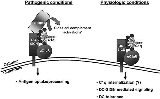 Figure 7. Hypothetical model for the gC1qR/C1q–DC-SIGN complex under pathologic and physiologic conditions.