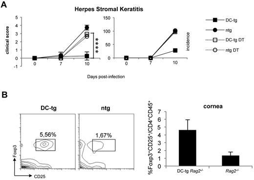 Figure 4. Newly generated iTreg cells protect from autoimmunity. (A) DC-tg Rag2−/− (DC-tg) or Rag2−/− control (ntg) mice were adoptively transferred with polyclonal CD4+ DEREG T cells. Three weeks after transfer, recipient mice treated or not with diphtheria toxin were infected with HSV-1 and incidence and severity of the disease scored on days 7 and 10 after treatment. Note that deletion of Foxp3+ cells in the recipient DC-tg mice makes them strongly susceptible to HSK. Data are mean ± SEM of 6 mice per group. (B) Left panels: percentage of CD25+Foxp3+ on CD4+CD45+ cells present in the corneas of DC-tg Rag2−/− (DC-tg) or Rag2−/− (ntg) recipient mice at day 10 after HSV-1 ocular infection. Right panel: quantification of the cytofluorimetric analysis. Data are mean ± SEM calculated on 3 different mice. ****P < .001.