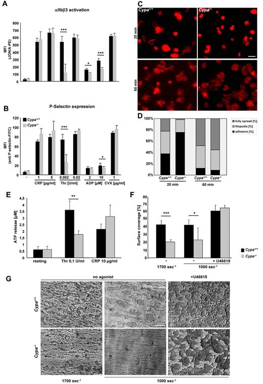 Figure 1. CyPA deficiency leads to reduced αIIbβ3-integrin activation, degranulation, delayed spreading, and defective thrombus formation under flow. (A) Blood from Cypa+/+ and Cypa−/− mice was washed twice and incubated with 1 and 5 μg/mL of CRP, 0.002 and 0.02 U/mL of thrombin, 2 and 10μM ADP, and 1 μg/mL of CVX for 15 minutes in the presence of JON/A-PE, which only binds to the activated form of integrin αIIbβ3. Platelets were gated by their forward and side scatter characteristics. For each measurement, the mean fluorescence intensity (MFI) is shown for JON/A-PE (A) and anti–P-selectin-FITC (B; n = 6 per group). *P < .05; **P < .01; ***P < .001. (C) Platelets from the indicated mice were washed and allowed to spread on immobilized human fibrinogen (1 mg/mL) for 20 and 60 minutes after thrombin stimulation. Representative confocal images of 6 individual experiments are shown. Scale bar indicates 10 μm. (D) Quantitative assessment of adherent platelets, filopodia formation, and the number of fully spread platelets at different time points (20 and 60 minutes). Bar graphs depict mean values ± SD (n ≥ 6 mice per group). After 20 minutes, fully spread platelets were 22.3% ± 5.5% of Cypa+/+ platelets versus 2.2% ± 2.1% of Cypa−/− platelets; filopodia formation, 39.7% ± 3.9% of Cypa+/+ platelets versus 22.3% ± 8.6% of Cypa−/− platelets; platelet adhesion, 38% ± 5.5% of Cypa+/+ platelets versus 75.5% ± 8.1% of Cypa−/− platelets. After 60 minutes, fully spread platelets were 48.2% ± 4.5% of Cypa+/+ platelets versus 55.2% ± 2.6% of Cypa−/− platelets; filopodia formation, 39.5% ± 2.5% of Cypa+/+ platelets versus 36.2% ± 2.5% of Cypa−/− platelets; platelet adhesion, 12.3% ± 3.8% of Cypa+/+ platelets versus 8.7% ± 1.51% of Cypa−/− platelets. (E) Release of ATP on platelet stimulation with indicated agonists. Determination of ATP in the supernatant of platelets using a luminometric assay. Results are shown as the mean micromolar ATP concentration ± SD (n = 4 per group). Thr indicates thrombin. (F) Thrombus formation under flow. Whole blood was perfused over a collagen matrix at the indicated shear rates. Bar graphs depict mean values of thrombus surface coverage at a shear rate of 1000/s and 1700/s ± SD (n = 8 per group). U46619 (3μM) was added to whole blood before it entered the flow chamber as indicated. (G) Representative phase-contrast images at a shear rate of 1000/s (left panel) and 1700/s (right panel) are shown. Scale bar indicates 50 μm.
