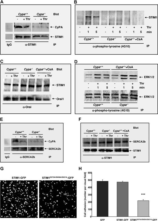 Figure 4. Lack of enzymatic activity of CyPA prevents phosphorylation of STIM1 and reduces cell adhesion on fibrinogen. Resting or thrombin-activated (0.1 U/mL) platelets were lysed, immunoprecipitated with the appropriate Abs, and immunoblotted with the indicated Abs detecting STIM1, Orai1, and CyPA, respectively. (A) Immunoprecipitation of whole-cell lysates of Cypa+/+ and Cypa−/− platelets with STIM1 Ab, followed by the detection of CyPA by Western blot analysis. Reproving of blots after stripping was performed with STIM1 Ab serving as a loading control. (B) Thrombin (0.1 U/mL)–stimulated Cypa+/+, Cypa−/−, and CsA-treated Cypa+/+ platelets (1 and 5 minutes) were lysed and immunoprecipitated with anti-phosphotyrosine Ab (4G10). Immunoprecipitates were analyzed by Western blot using STIM1 Ab showing rapid phosphorylation of STIM1 only in Cypa+/+ platelets. (C) Whole-cell lysates of thrombin-stimulated platelets were immunoprecipitated with Orai1 Ab, followed by Western blot analysis with STIM1 Ab showing colocalization of STIM1 and Orai1 independent of STIM1 phosphorylation. STIM1/Orai1 complex formation was also observed on CsA treatment. (D) Thrombin (0.1 U/mL)–stimulated Cypa+/+, Cypa−/−, and CsA-treated Cypa+/+ platelets (1 and 5 minutes) were lysed and immunoprecipitated with anti-phosphotyrosine Ab (4G10). Immunoprecipitates were analyzed by Western blot using ERK1/2 Ab showing comparable phosphorylation of ERK1/2 in control and Cypa−/−- and CsA-treated platelets. (E) Immunoprecipitation of platelet lysates of Cypa+/+ and Cypa−/− platelets with SERCA2b Ab, followed by the detection of CyPA by Western blot analysis. To assess that a similar amount of proteins were loaded, membranes were reproved with SERCA2b Ab serving as a loading control. (F) After thrombin stimulation, platelets were lysed and immunoprecipitated with STIM1 Ab, followed by Western blot analysis with SERCA2b Ab showing colocalization of STIM1 and SERCA2b in murine platelets. STIM1/SERCA2b complex formation was also observed in CyPA-deficient platelets and on CsA treatment. (G) A5-CHO cells expressing GFP, STIM1-GFP, or STIM1S575A/S608A/S621A-GFP were allowed to adhere and spread on human fibrinogen (1 mg/mL) for 60 minutes. STIM1 was detected by the fluorescence properties of GFP. Scale bar indicates 20 μm. (H) Statistical analysis of adhesive cells per visual field. The bar graph depicts mean values ± SD (n = 10). ***P < .001.