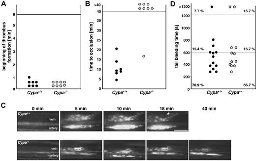 Figure 5. CyPA deficiency leads to reduced thrombus formation in vivo without affecting bleeding time. After injury of mesenteric arterioles with FeCl3, platelet adhesion and thrombus formation were monitored in vivo by fluorescence microscopy. (A-B) Time to first thrombus formation after injury (A) and time to full occlusion of the injured vessel (blood flow stopped for > 1 minute; B). Each symbol represents one animal. (C) Representative images showing the level of thrombus formation at the indicated time points. Asterisk indicates occlusion of the vessel. Scale bar indicates 50 μm. (D) Tail bleeding times for Cypa+/+ and Cypa−/− mice. Each symbol represents 1 animal.