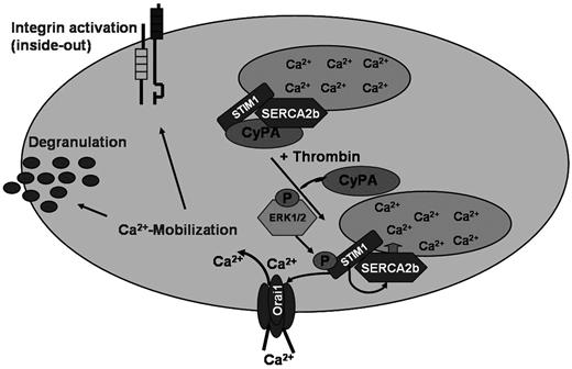 Figure 6. CyPA is an important Ca2+ regulator in platelets. Tentative schematic illustration of CyPA-mediated regulation of Ca2+ mobilization in platelets.