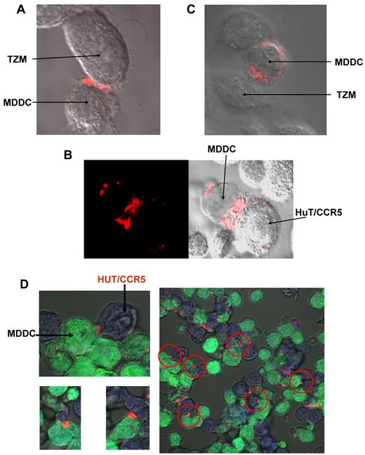 Figure 6. Immunocytolocalization of ATP synthase at the junction between HIV-1–primed DCs and target cells. MDDCs were incubated with HIV-1 for 3 hours, washed, and added to target cells either TZM cells (A) or HUT/CCR5 cells (B,D) in the presence of anti-ATP synthase β-chain antibodies. (C) Same as in panel A, only that the incubation was done without the virus. (D) Same as in panel B, only that MDDCs were stained in green and HUT/CCR5 were stained in blue as described in “Confocal microscopy.” For all samples, staining was carried out with Alexa-555–anti–mouse IgG secondary antibody, the sample was fixed, and the pattern was visualized by confocal microscopy as described in “Methods.”