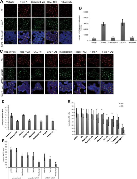Figure 2. Specificity and role of autophagy in CLL cells. (A) Confocal fluorescence microscopy of CLL cells incubated 4 hours with or without F-ara-A (5μM), chlorambucil (20μM), CAL-101 (1μM), or rituximab (10 μg/mL). LC3 (red) shows autophagosomes. Lamp2 (green) shows lysosomes. 4,6-diamidino-2-phenylindole (blue) shows nuclei. Images were collected with 60× objective and 4× optical zoom, using Olympus Fluoview 1000 Laser Scanning Confocal microscope. (B) Quantification of LC3 fluorescence in CLL cells from (A; n = 6). LC3 fluorescence increases for F-ara-A and CAL-101 treatments were significant (P < .0001). (C) Confocal fluorescence microscopy of CLL cells treated 4 hours with agent alone versus agent + chloroquine (CQ, 0.5μM). (D) Quantification of correlation index for LC3 and Lamp2 in CLL cells (n = 5) treated with rapamycin (5μM), CAL-101 (1μM), thapsigargin (1μM), F-ara-A (5μM), with or without CQ (0.5μM). Correlations of LC3 and Lamp2 were significant (rapamycin, P = .0004; thapsigargin, P = .0012; CAL-101, P = .0002; F-ara-A, P = .0001). (E) Viability at 24 hours and 48 hours, shown as percent of annexin (ann) negative and PI-negative cells (n = 8) by flow cytometry. Cytotoxicity of thapsigargin was significantly enhanced by CQ addition (P = .0008). (F) Viability at 24 hours in CLL cells (n = 5) untransfected or transfected with scrambled siRNA or ATG5/7 siRNA and treated with F-ara-A (5μM) or thapsigargin (1μM). Thapsigargin cytotoxicity significantly increased in ATG5/7 siRNA samples (P = .0047).