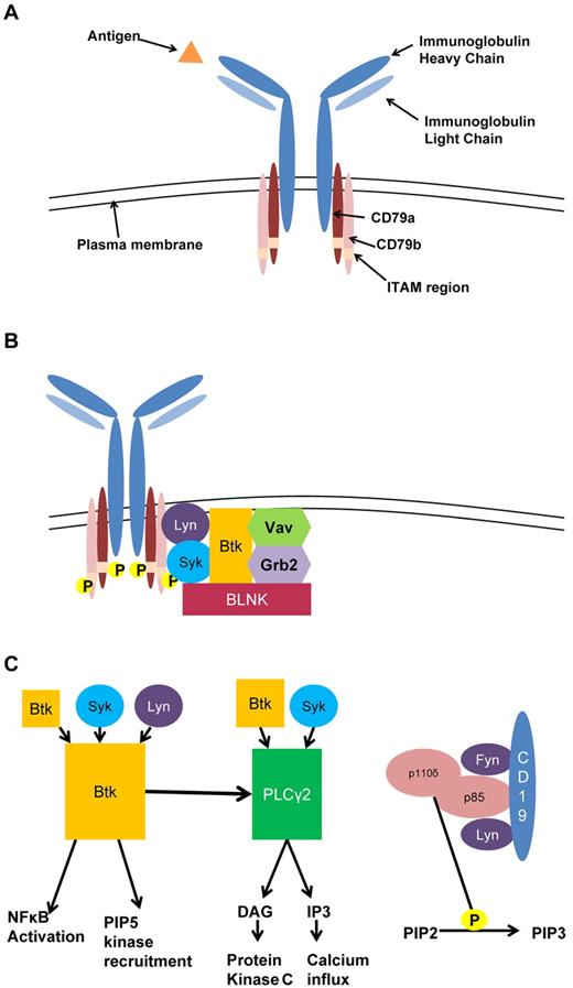 Figure 1. B-cell receptor signaling in CLL. (A) The BCR is composed of membrane immunoglobulin bound to CD79a/CD79b. Antigen binding induces CD79a/CD79b ITAM recruitment of Syk and Lyn initiating the signaling cascade. (B) Signalosome complex. Phosphorylation of CD79a/CD79b recruits a number of kinases and adaptor proteins, which form the initial signaling complex of the BCR. (C) Intermediate activation. Signalosome activation recruits a number of additional kinases leading to activation down 3 main pathways: Btk, PLC-γ2, and PI3K. Btk is phosphorylated by itself; Syk, and Lyn, which lead to phosphorylation of PLC-γ2, activation of NFκB; and recruitment of PIP5K. PLC-γ2 is phosphorylated by Btk and Syk and leads to production of DAG and IP3. PI3K activation leads to phosphorylation of PIP2 to PIP3.