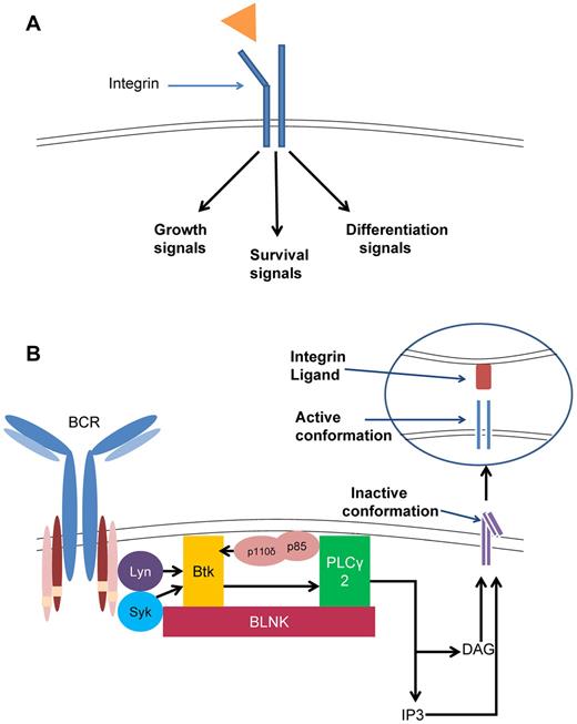 Figure 2. Integrin signaling in CLL. (A) Inside-out integrin signaling. Signaling through the BCR, dependent on Btk and PLC-γ2, activates the cytoplasmic domain of the integrin, causing a conformational change to the open, active form. This form has high affinity for ligand binding and induces cell migration and adhesion. (B) Outside-in integrin signaling. Ligand binding to an integrin induces signals that can lead to growth, differentiation, survival, or apoptosis.