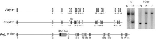 Figure 1. Generation of Fnip1 KO mice. Left schematics show Fnip1 WT (Fnip1+), targeted (Fnip1lox), and gene-trapped (Fnip1β-Geo) alleles. The Fnip1lox mutation was introduced in the germ line by targeting a neomycin resistance cassette (flanked by LoxP sites) within intron 5, followed by a second LoxP site within intron 6. The Neo-exon 6 sequence was removed by crossing targeted mice with β-actin-Cre transgenic mice.19 Exon 6 deletion generates a premature termination codon in exon 7. Fnip1β-Geo mice were derived from GeneTrap ES cell clone RRM154, which carries a splice acceptor (SA) β-Geo cassette inserted within intron 2. Proper gene targeting in both cases was confirmed by Southern blotting (right gel pictures).