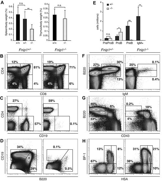 Figure 2. Severe pro-B cell arrest in Fnip1−/− mice. (A) Left bar graph: spleen weight (given as percentage of body weight) in Fnip1−/− mice relative to littermate controls graphed as the mean ± SD; NS = no statistical significance, **P < .01 (Student t test), n = 9 (Fnip1+/+), 17 (Fnip1+/−), and 13 (Fnip1−/−). Right graph shows the same for thymuses. n = 6 (Fnip1+/+), and 8 (Fnip1−/−). (B-D) Fluorocytometric analysis of CD4+ and CD8+ thymocytes (B), CD4+ and CD19+ splenocytes (C), and B1 (B220highCD19low) and B2 (B220lowCD19high) peritoneal cavity B cells (D). (E) Absolute number of pre–pro-B (B220+IgM−CD19−), pro-B (B220+IgM−CD19+CD43+CD25−), pre-B (B220+IgM−CD19+CD43−CD25+), and immature (B220+IgM+) B cells in BM of Fnip1+/− and Fnip1−/−mice. *P < .05, **P < .01 (Student t test), n = 4 for both strains. (F-H) Fluorocytometric analysis of B220 and IgM (F), B220 and CD43 (G), and BP-1 and HSA (H) expression in BM cells from Fnip1+/−and Fnip1−/−mice. Each analysis is representative of at least 3 independent experiments.