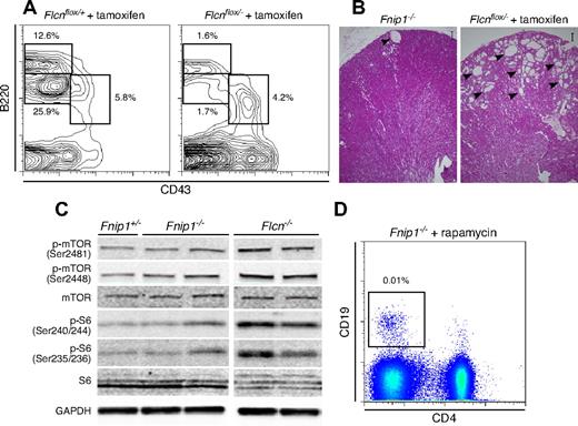 Figure 3. Comparison of Fnip1−/− and tamoxifen-induced Flcn deficient mice. (A) BM B-cell analysis in Flcnf/+ERCre+ and Flcnf/−ERCre+ mice 4 weeks posttamoxifen (TM) injection. Cell samples were stained with CD43 (FITC) and B220 (PE). (B) Flcnf/−ERCre+ mice treated with tamoxifen (right micrograph) show hyperplastic cystic lesions (denoted with arrowheads) in kidney. Conversely, Fnip−/− mice rarely display cysts (left micrograph). Scale bar = 200 μm. (C) Western blot analysis of kidney cell lysates from Fnip1+/−, Fnip1−/−, and Flcn−/− mice. mTOR activation was assessed via phosphorylation of mTOR serines 2481 and 2448, as well as phosphorylation of ribosomal protein S6, serines 240/244 and 235/236. GAPDH expression was used as a loading control. (D) Failure to rescue peripheral CD19+ B lymphocytes in Fnip1−/− mice treated with buffer or rapamycin (2 mg/kg) for 3 weeks. Each fluorescence-activated cell sorter (FACS) analysis is representative of at least 3 independent experiments.
