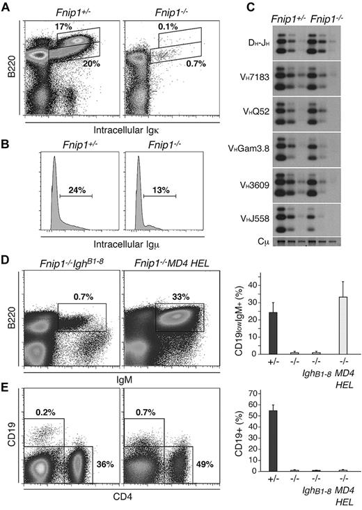 Figure 5. Prerecombined antibody genes do not rescue Fnip1−/− B cells. (A) Igκ staining in Fnip1+/− and Fnip1−/− BM B220+ B cells. (B) Histogram of intracellular Igμ expression in B220+CD43+ pro-B cells from Fnip1+/− and Fnip1−/− mice. (C) D-J and V-DJ recombination analysis in WT and KO fraction C/C′ B cells as determined by PCR-Southern blot. (D) B220/IgM expression profiles in Fnip1−/− mice expressing B1-8 heavy chain (IghB18)24 or the αHEL heavy and light chain transgene (MD4 HEL).25 Right bar graph represents the mean ± SD of IgM+B220+ B cells from each strain; n values were as follows: 6 for Fnip1+/− and Fnip1−/−, and 3 for Fnip1−/−IghB1-8 and Fnip1−/−MD4 HEL. (E) Same analysis as in panel D but using CD19 and CD4 staining of splenocytes; n values: 5 mice for Fnip1+/− and Fnip1−/−, and 4 mice for Fnip1−/−IghB1-8 and Fnip1−/−MD4 HEL. Each FACS analysis is representative of at least 3 independent experiments.