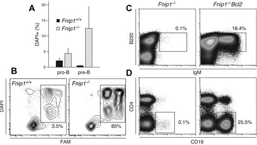 Figure 6. Increased caspase activation and apoptosis in Fnip1−/− B cells. (A) Bar graph showing the frequency of dead cells within pro-B (B220lowIgM−CD25−) and pre-B (B220lowIgM−CD25+) populations from Fnip1+/+ and Fnip1−/− mice as measured by DAPI staining. Mean ± SD from 4 independent experiments, (pro-B) P = .1, (pre-B) P < .02, Student t test. (B) Flow cytometric measurement of caspase activity in Fnip1+/+ and Fnip1−/− pre-B cells from interleukin 7 ex vivo cultures. Twenty-four hours after interleukin 7 removal cells were stained with DAPI and FAM, a carboxyfluorescein moiety that becomes covalently linked to the active site of caspases. (C) Flow cytometric analysis of BM and (D) spleen cells from Fnip1−/− mice reconstituted with an Eμ-Bcl2 transgene. BM cells were stained with anti-B220 and anti-IgM antibodies; staining for splenocytes was with anti-CD4 and anti-CD19. Each FACS analysis is representative of 3 independent experiments.